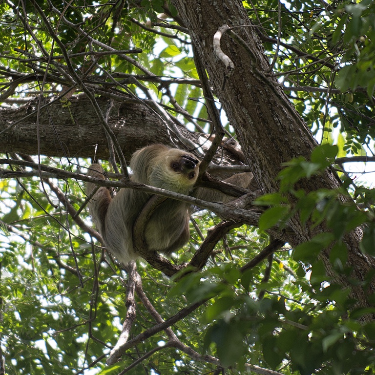 P. N. Manuel Antonio, perezoso