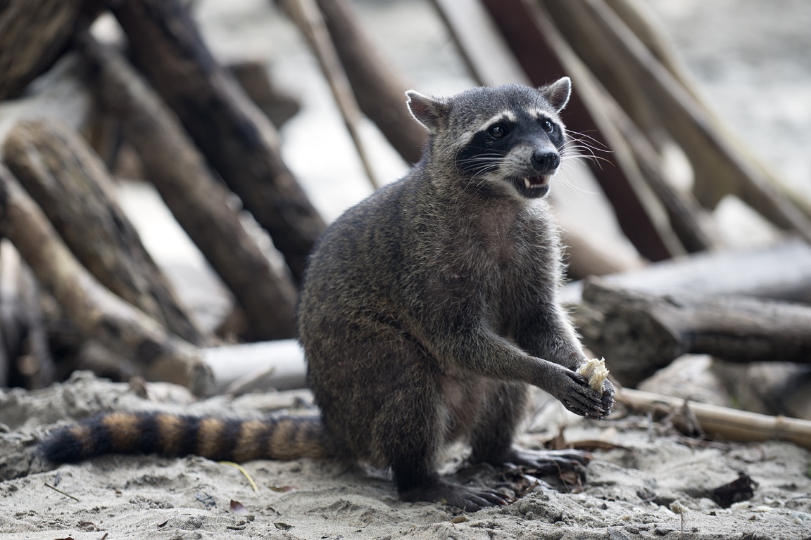 P. N. Manuel Antonio, mapache