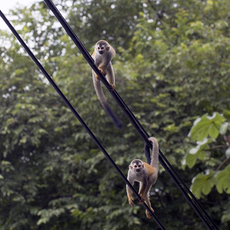 P. N. Manuel Antonio, monos tití