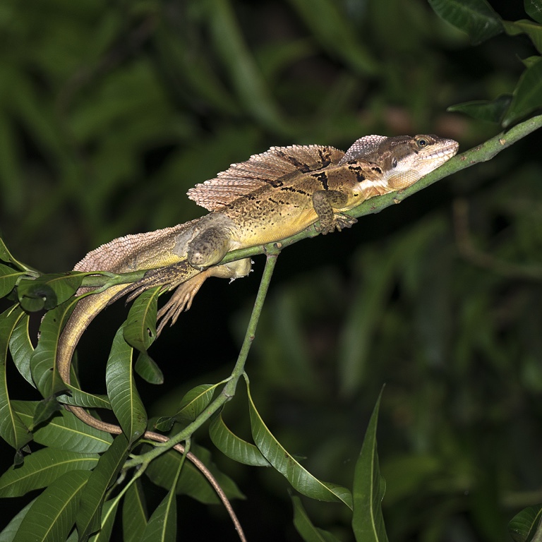 P. N. Manuel Antonio, basilisco