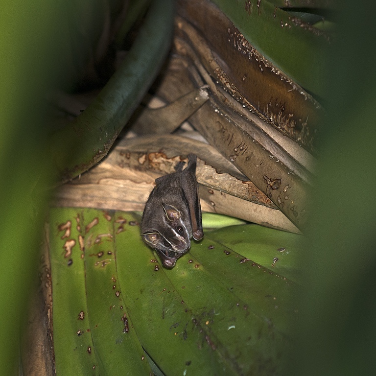 P. N. Manuel Antonio, murciélago tendedero