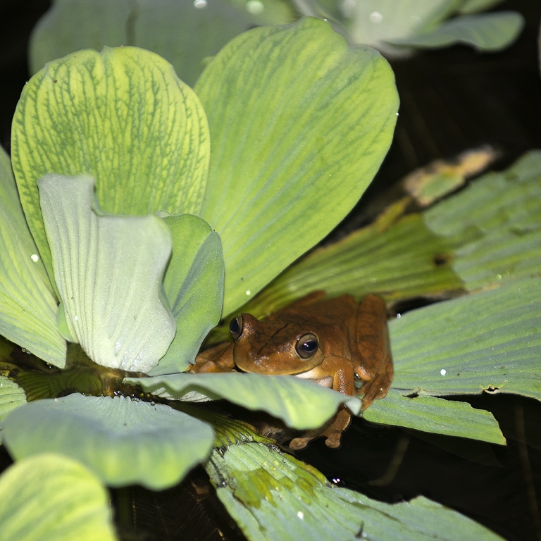 P. N. Manuel Antonio, rana gladiadora