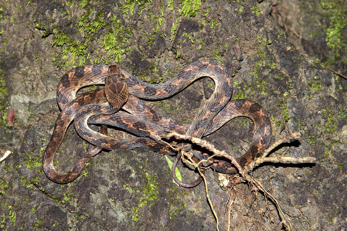 P. N. Manuel Antonio, serpiente ojo de gato norteña