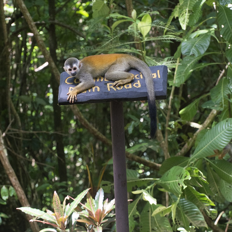 P. N. Manuel Antonio, mono tití