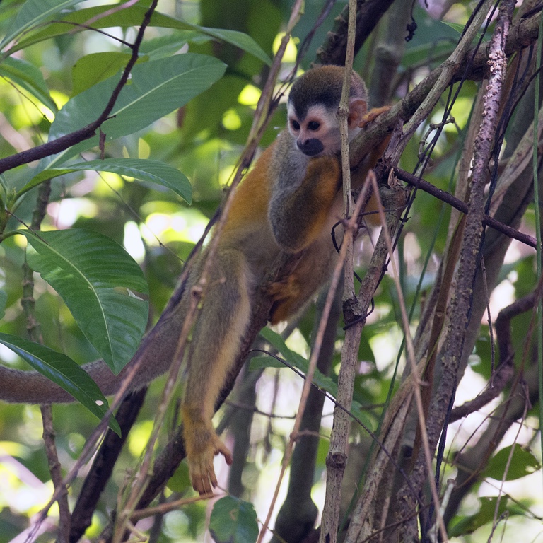 P. N. Manuel Antonio, mono tití