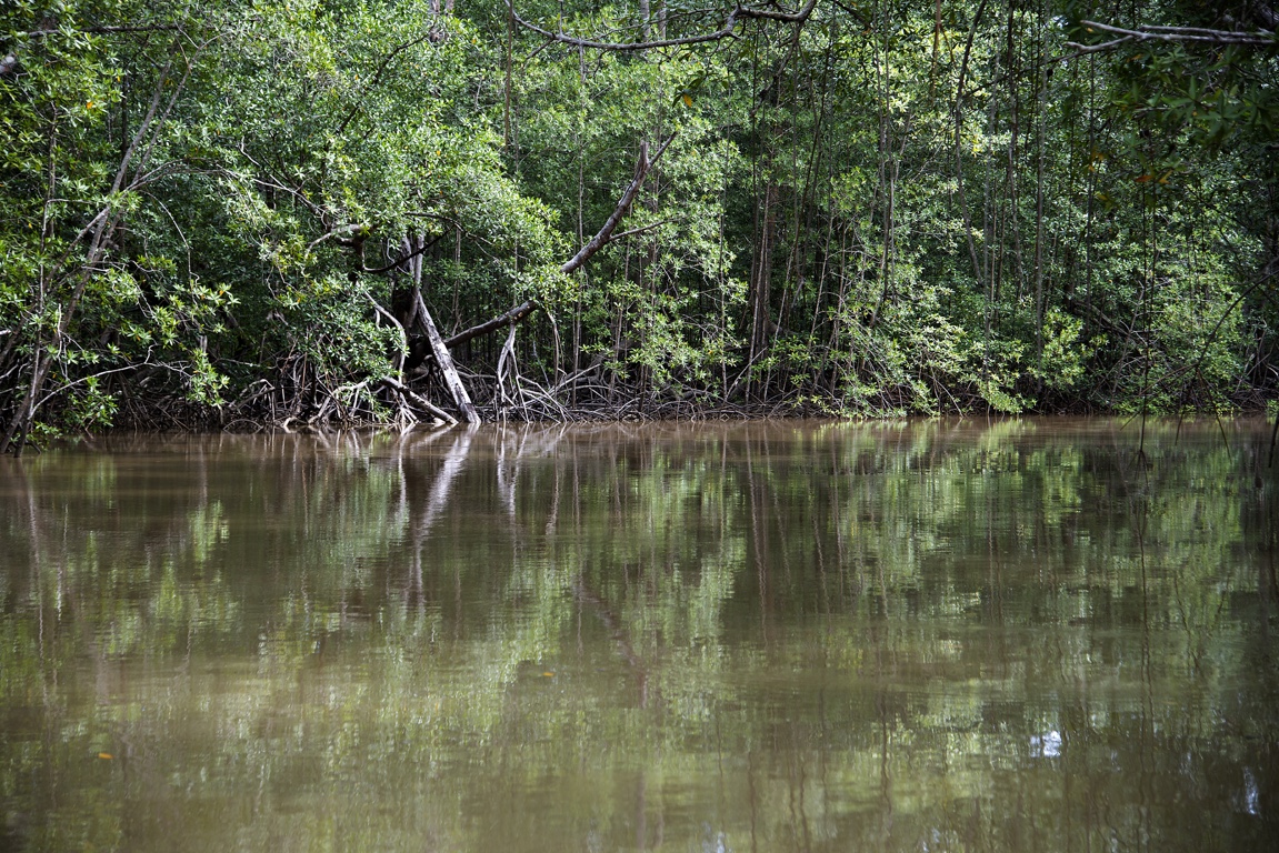 Manglares de Isla Damas