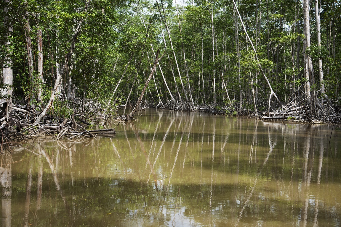 Manglares de Isla Damas