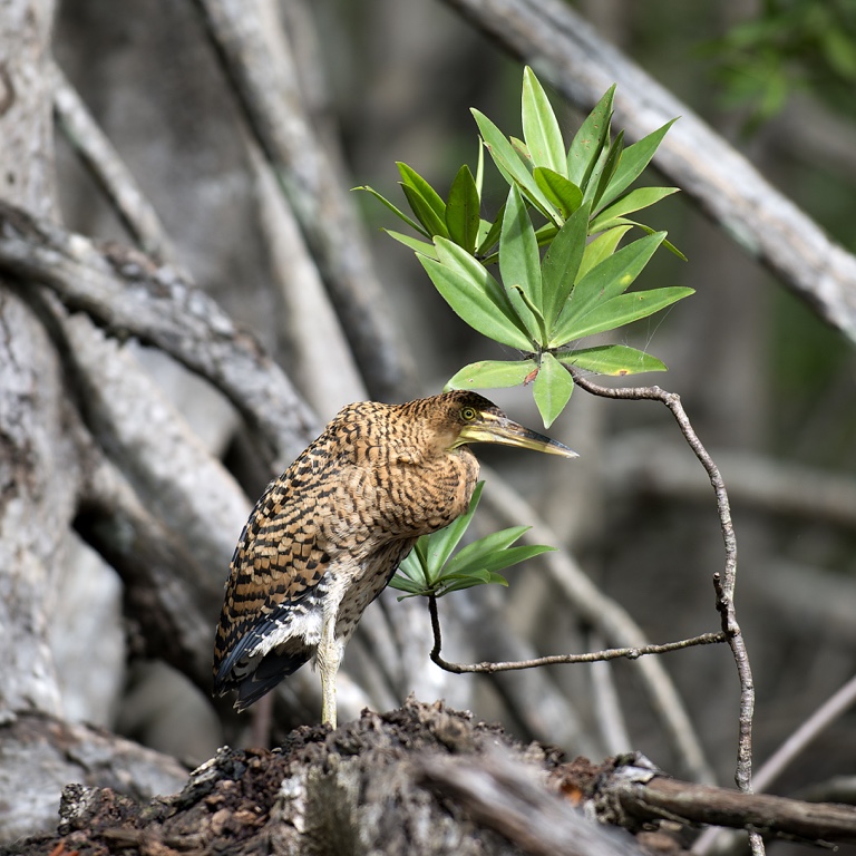 Manglares de Isla Damas, garza tigre