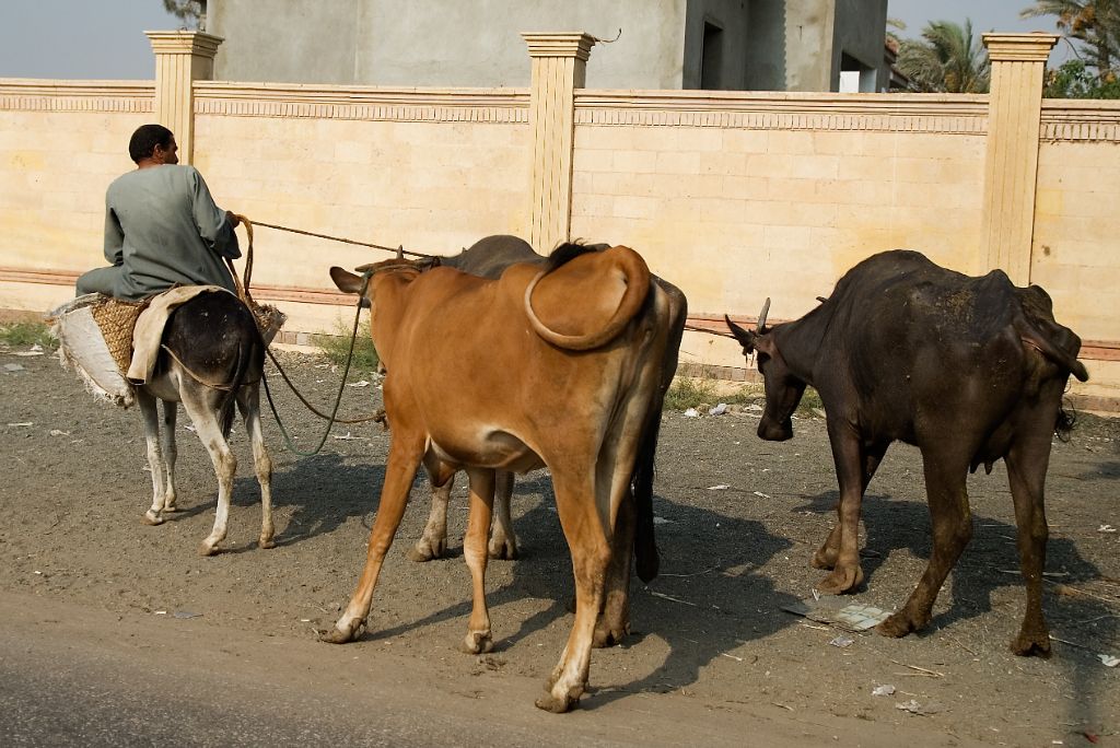 Carretera de El Cairo a Memfis