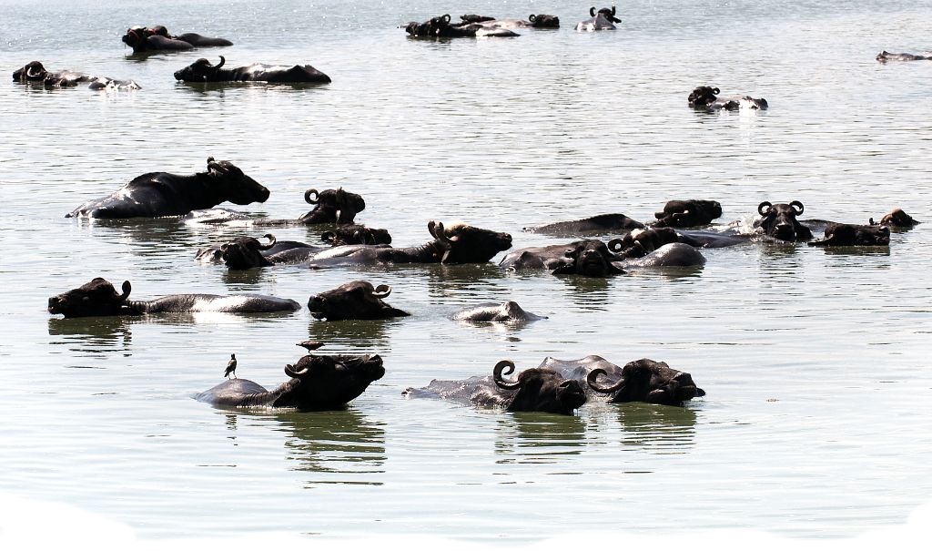 Agra, piscina para búfalos