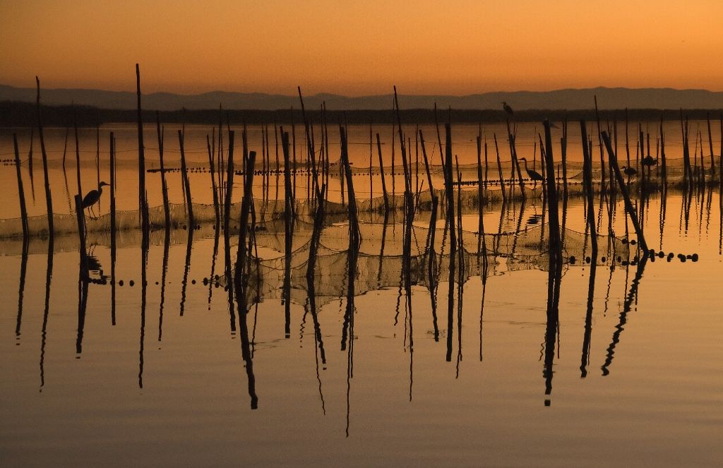 La Albufera (Valencia), 2008