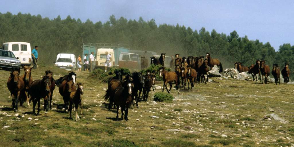 The "baixa": descending the horses from the mountains