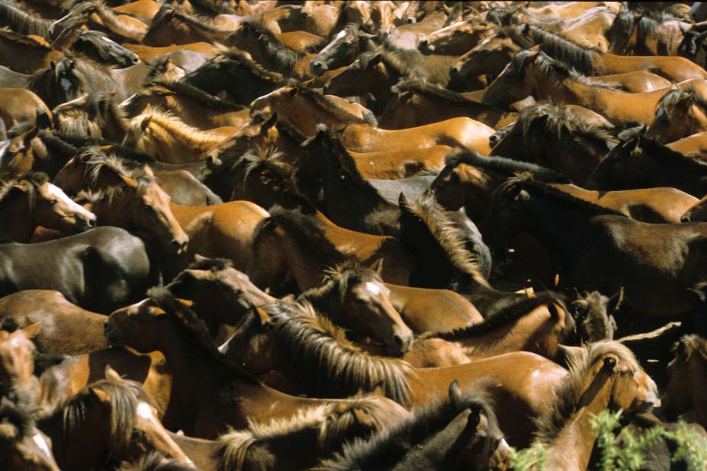 The horses in the "curro" are still nervous