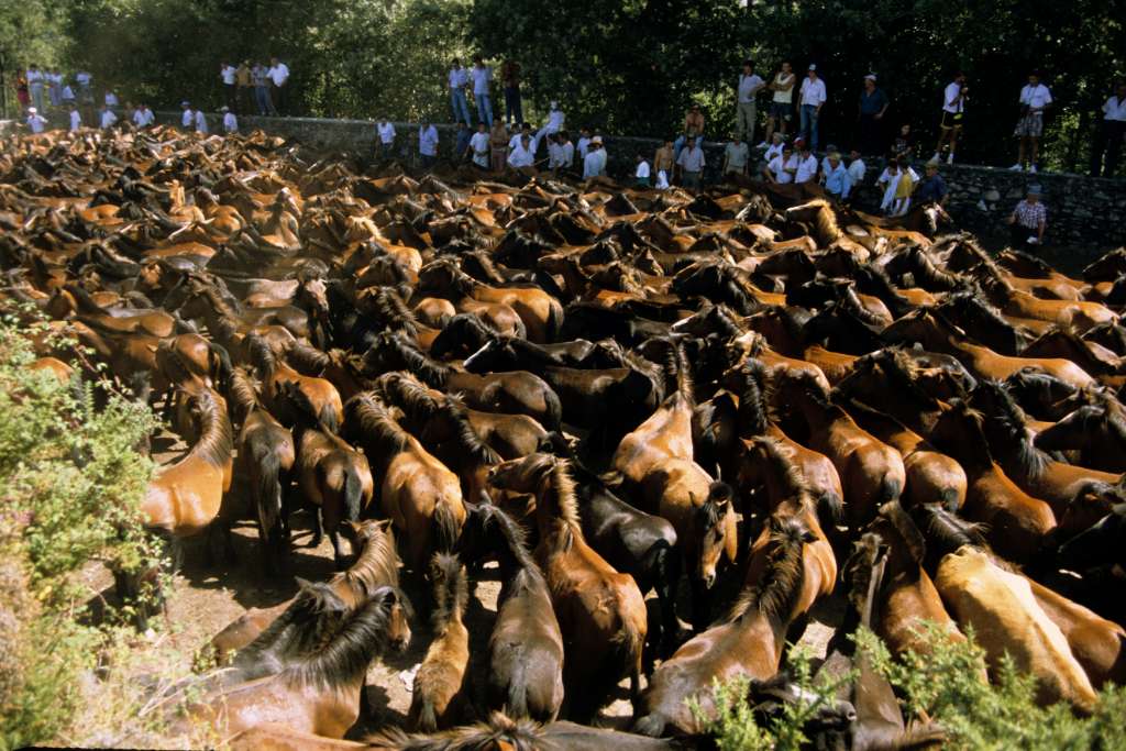 Shuting in the "curro"