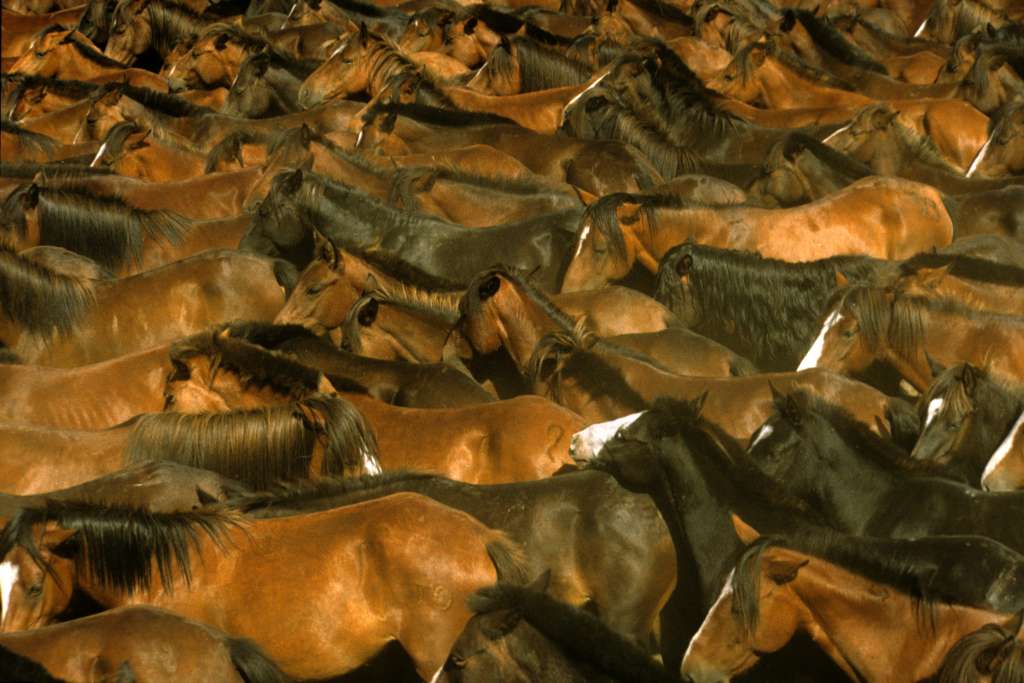 The horses in the "curro" are still nervous