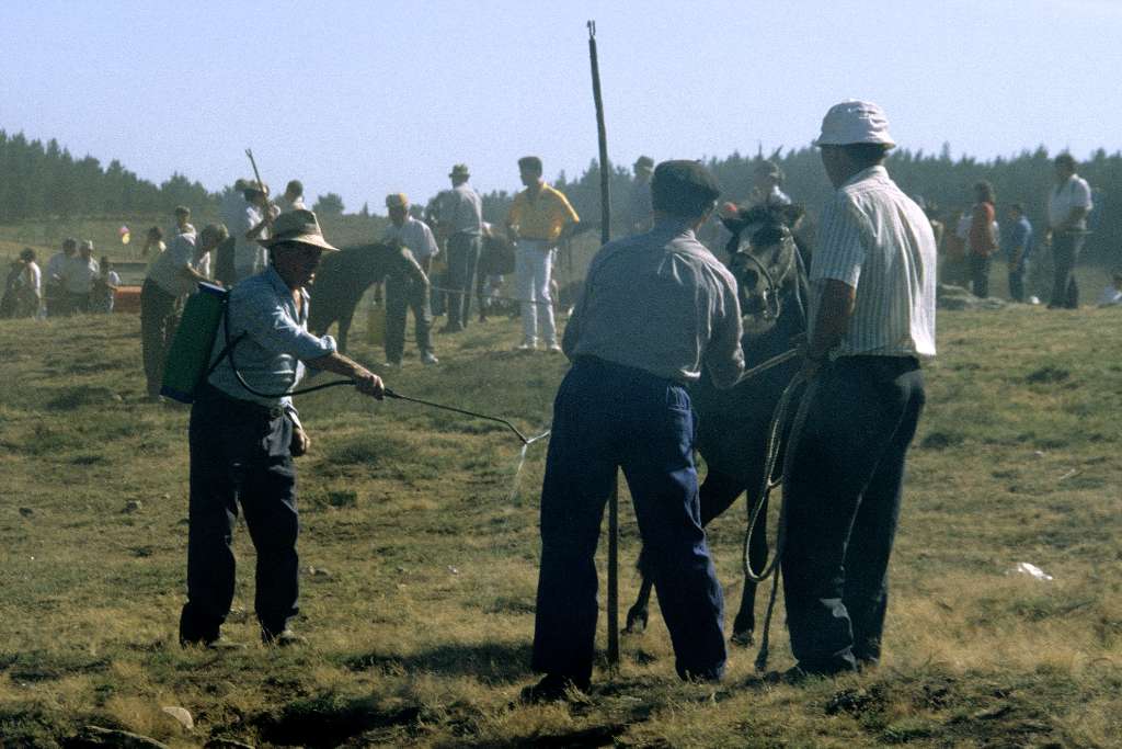 The animals are also cleaned and desinfected