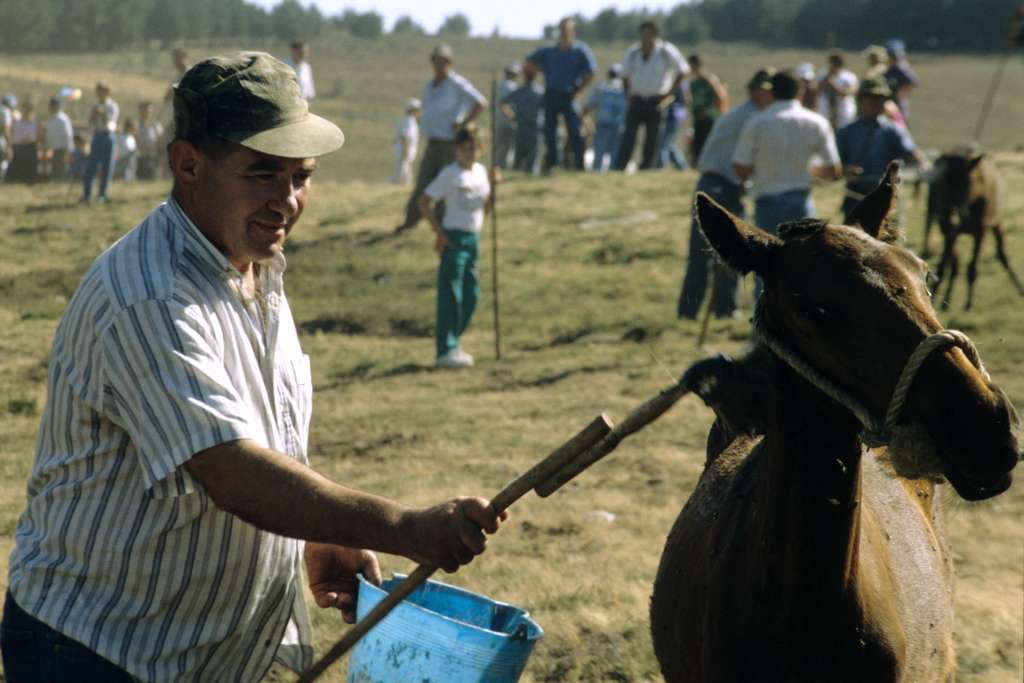 The animals are also cleaned and desinfected