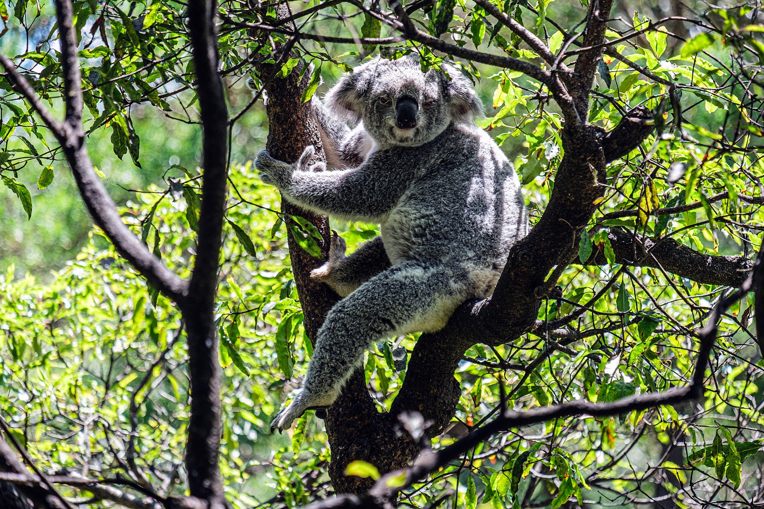 Sidney, koala at Taronga Zoo