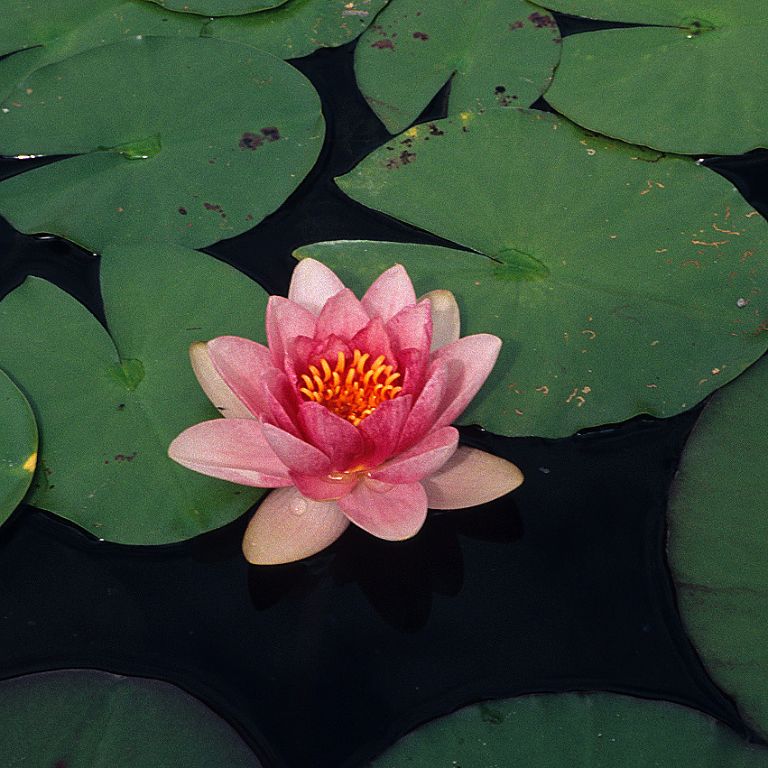 Botanical Garden in Munich (Germany), 1997