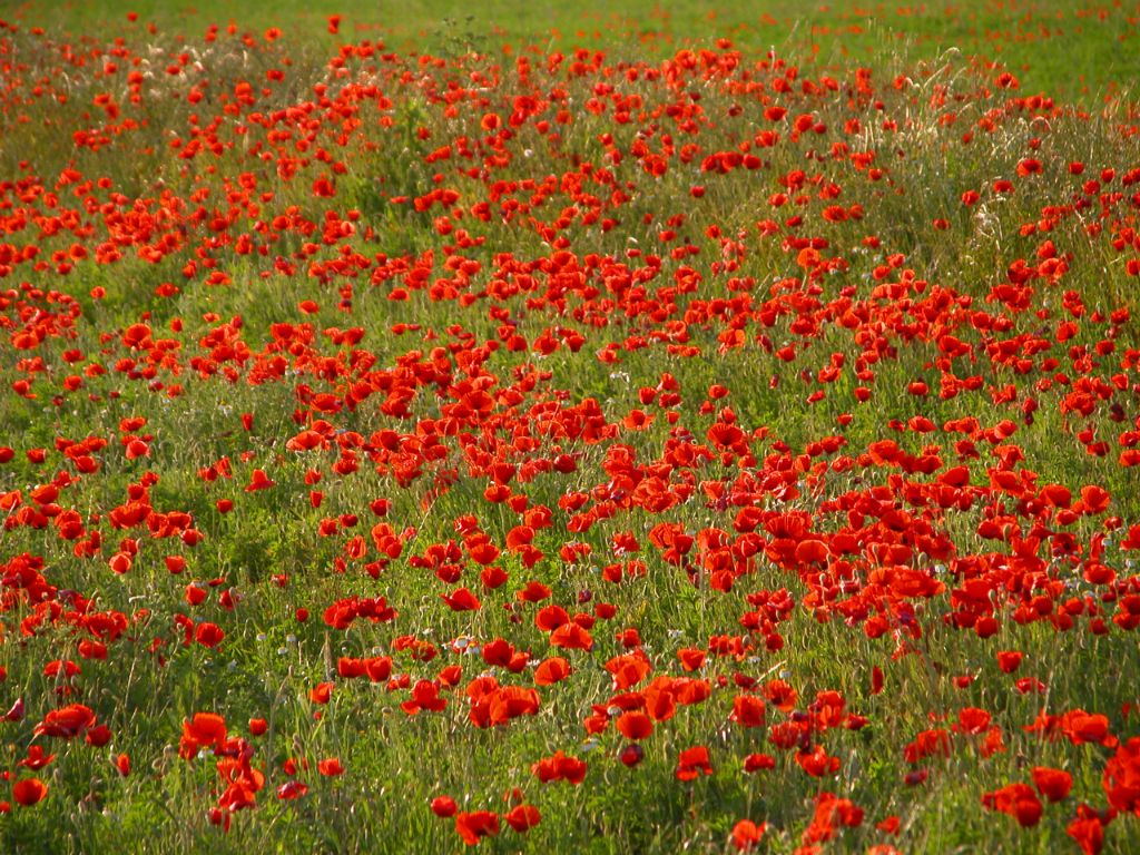 Poppies, 2003