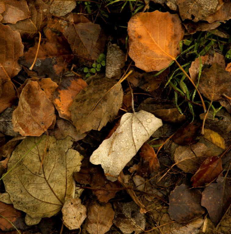 Leaves in Galache of Juslibol (Zaragoza, Spain), 2005