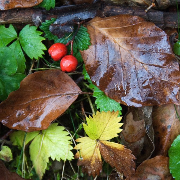 Ordesa National Park (Huesca, Spain), 2006