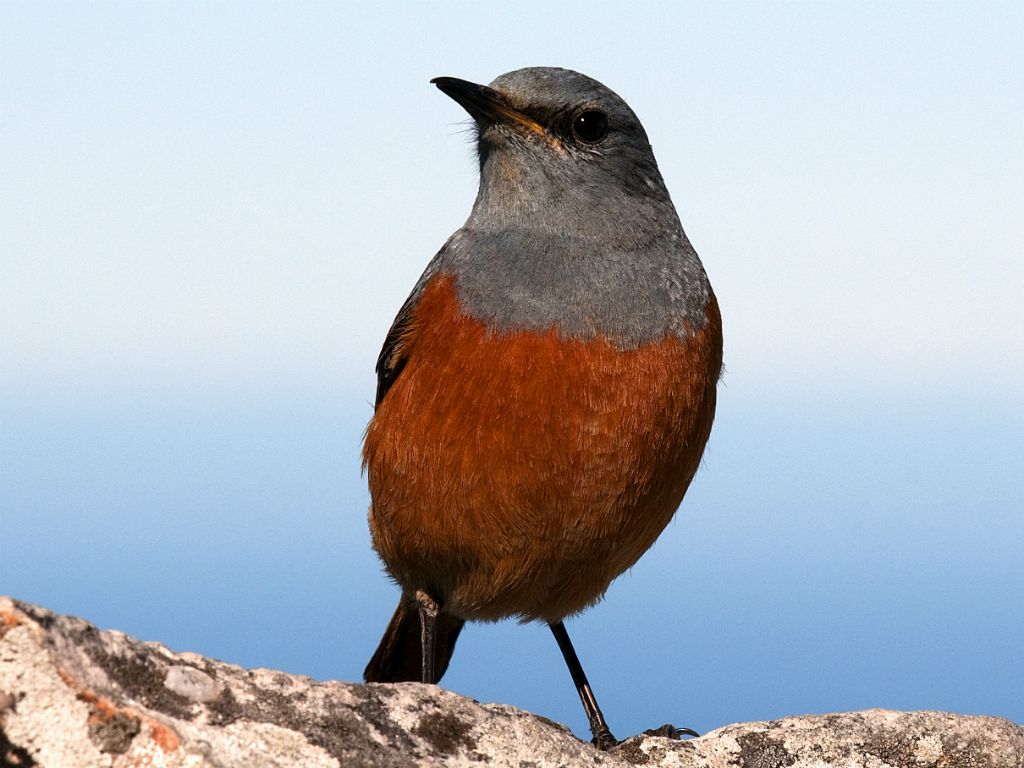 Cape Town (South Africa), 2011