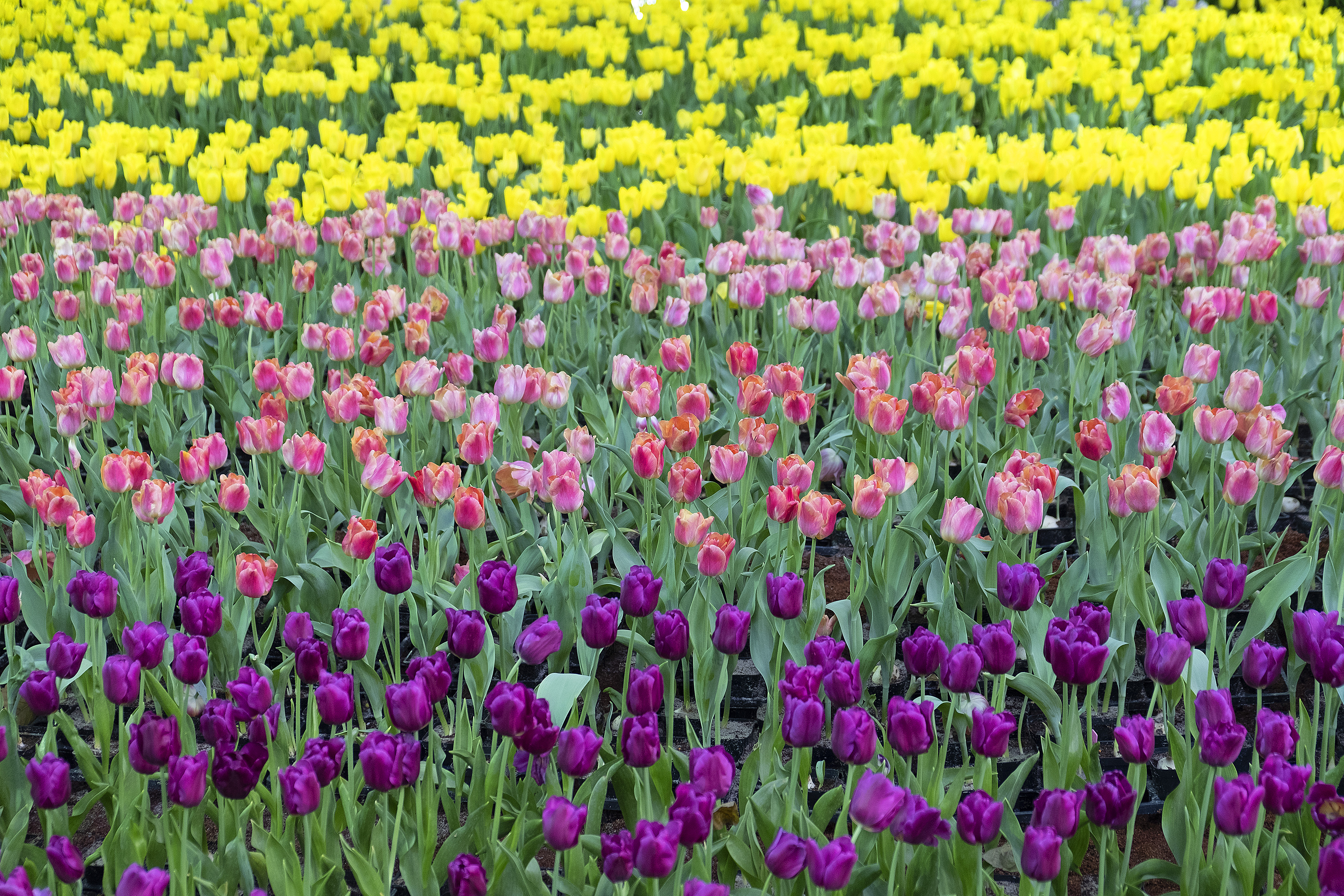 Chiang Mai (Thailand), 2020