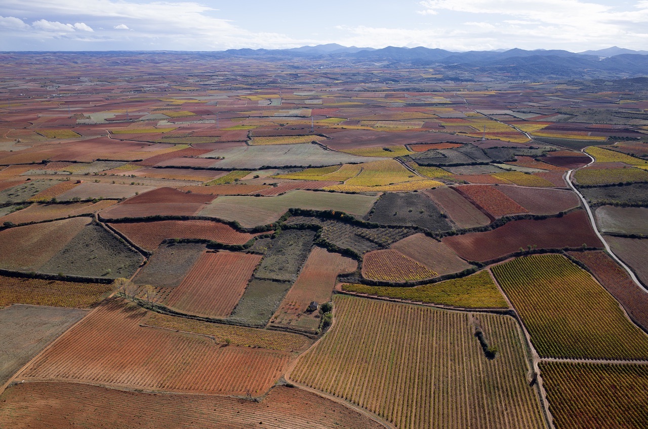 Vineyards in Cariñena (Zaragoza)
