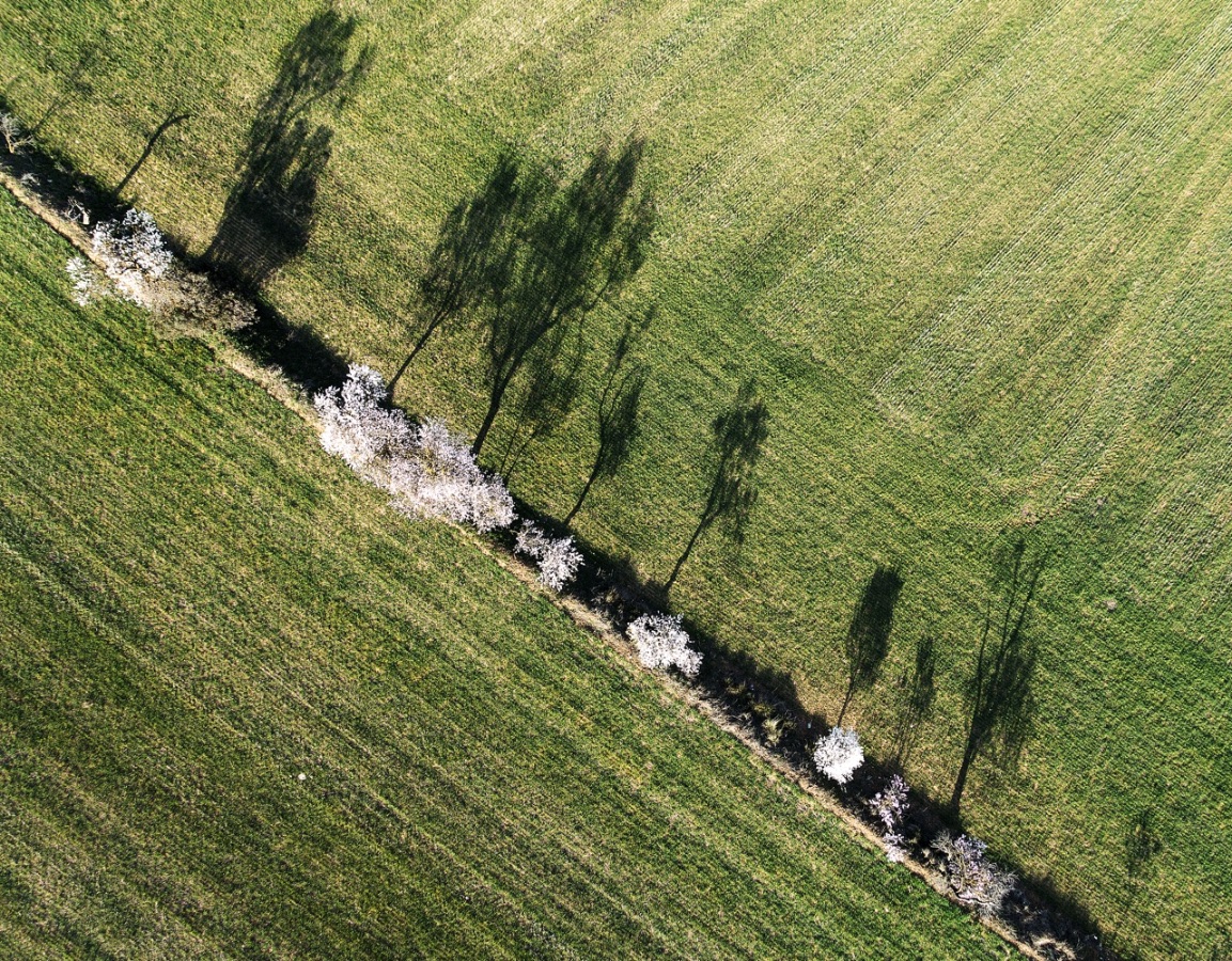 Almonds in Barbastro (Huesca)