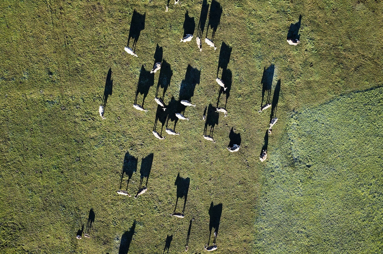 Cows at sunrise in Anciles (Huesca)
