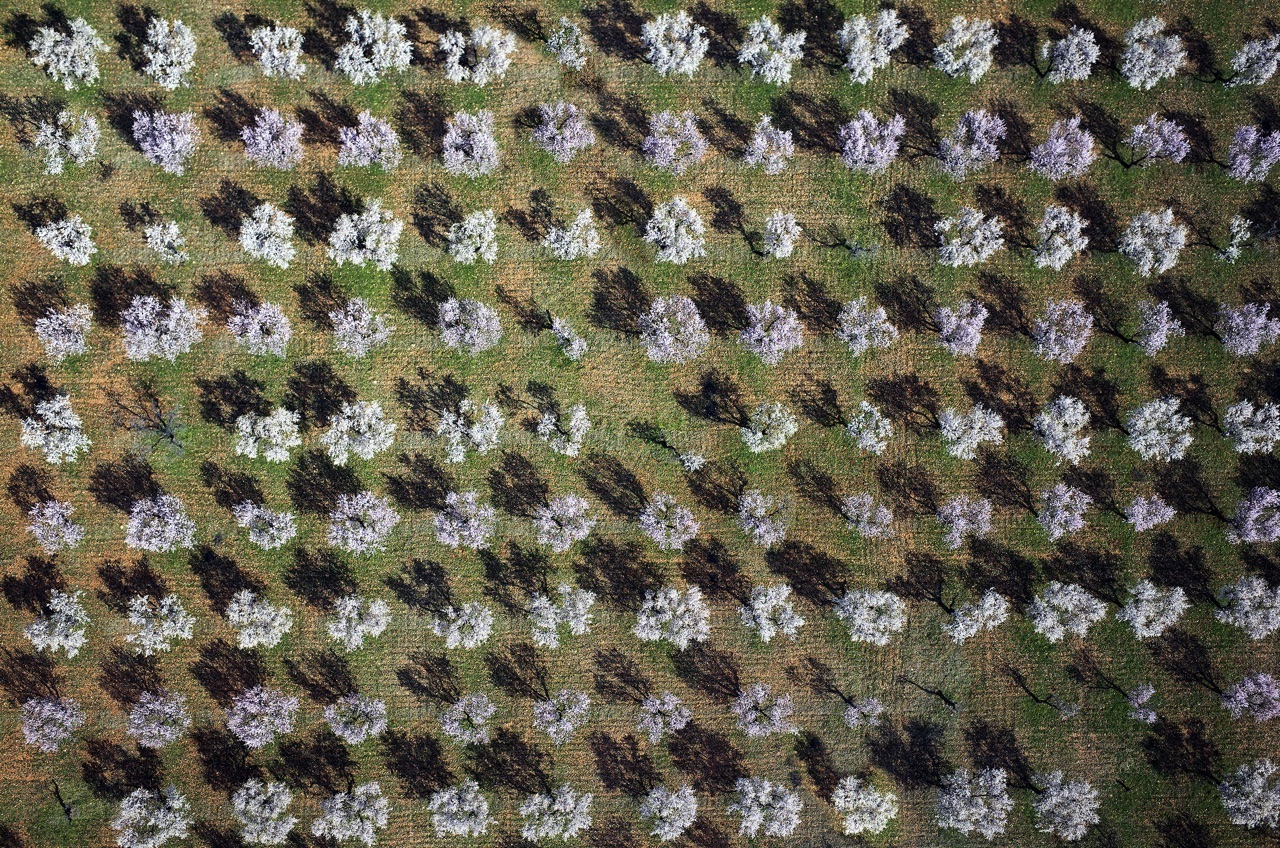 Cherry blossoms in Jabarillo (Huesca)