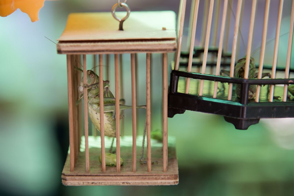 Shanghai, crickets in the Yùyúan Bazaar