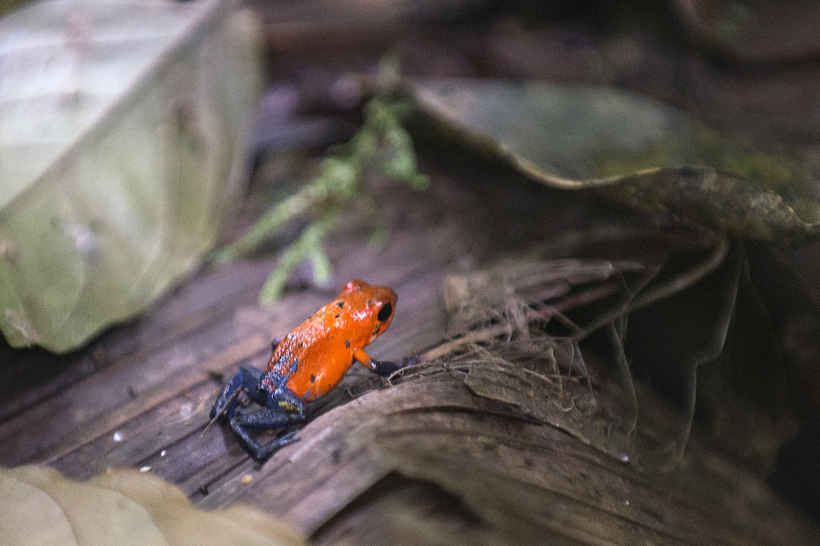 Arenal, blue jeans frog