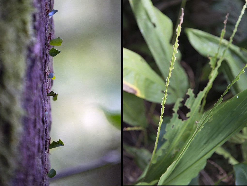 Arenal, leafcutter ants. Remains of cut sheets.