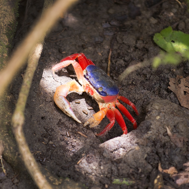 Manuel Antonio N.P., fiddler crab