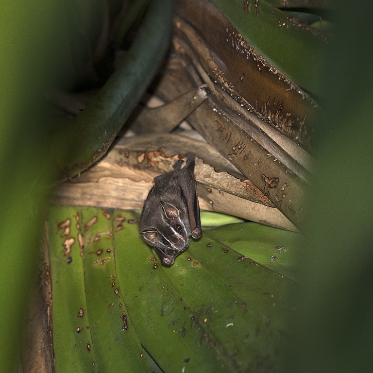 Manuel Antonio N.P., clothesline bat