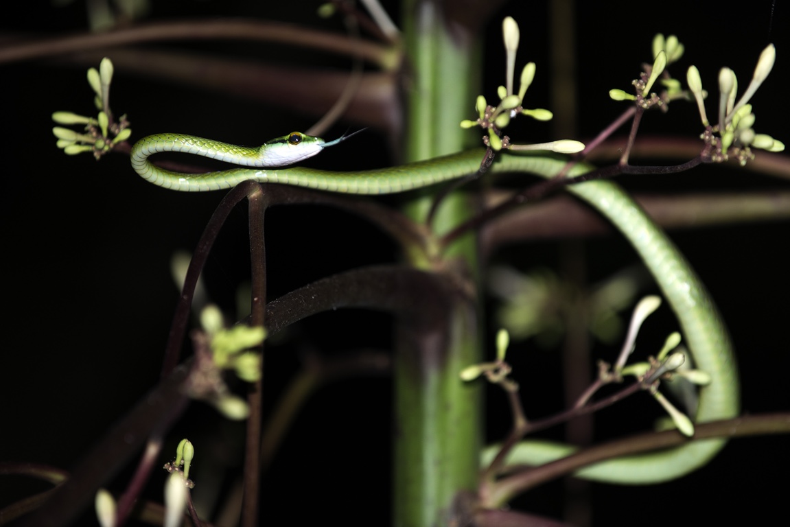 Manuel Antonio N.P., false lora