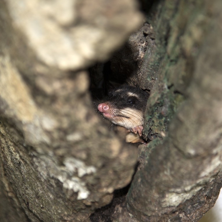 Damas Island Mangroves, opossum