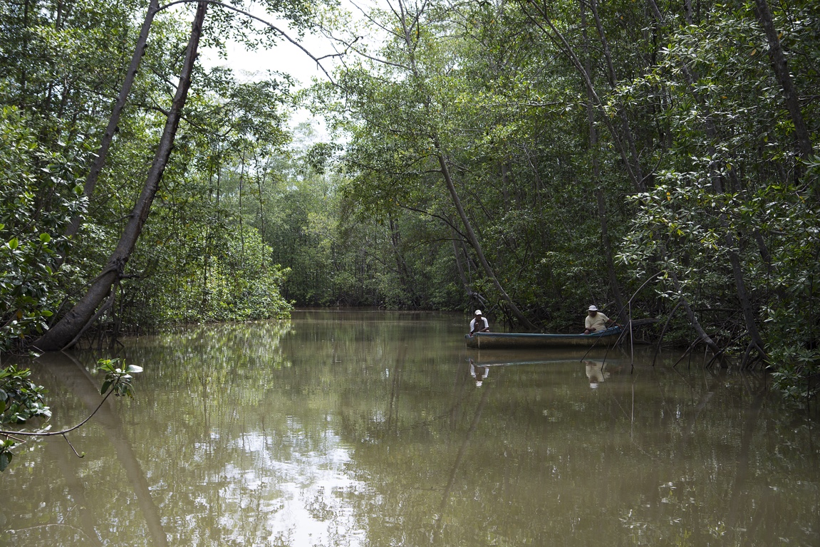 Damas Island Mangroves