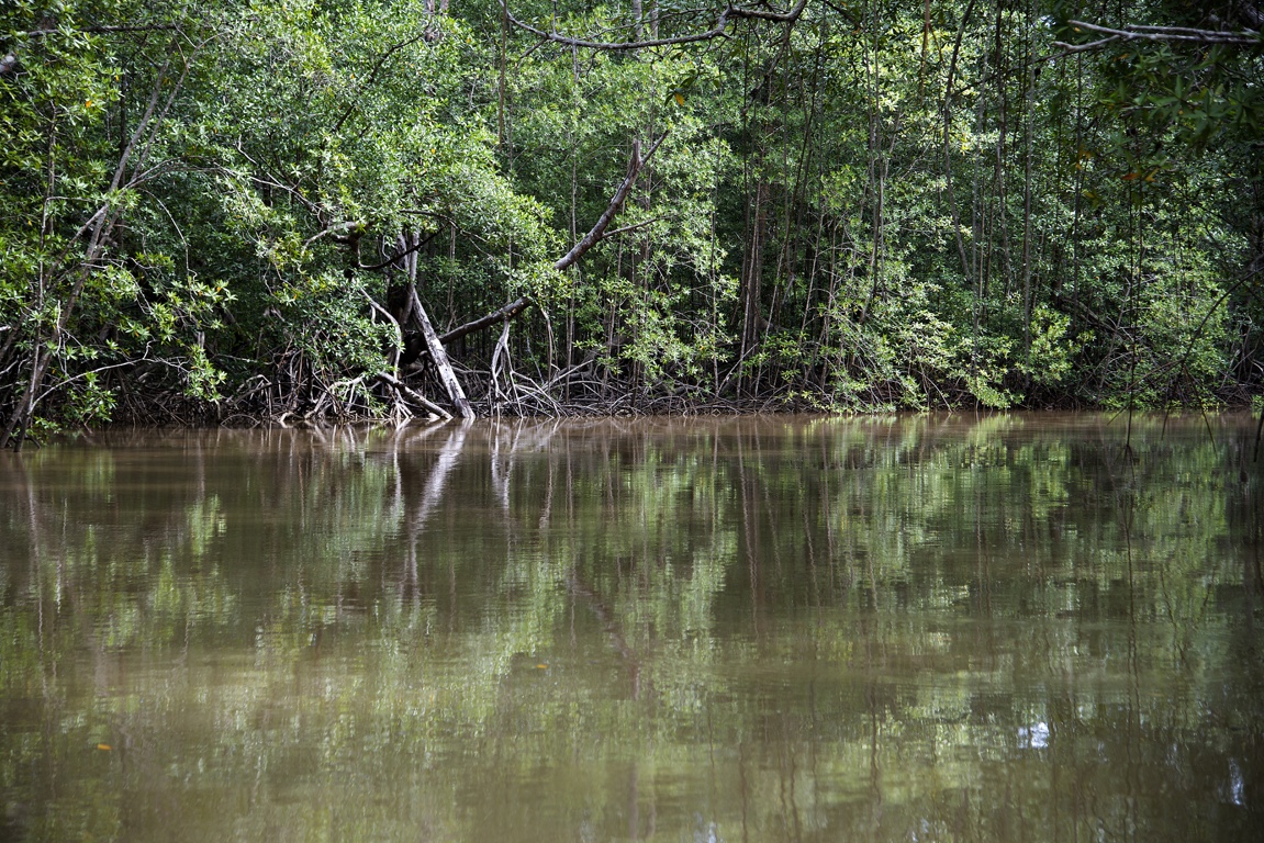 Damas Island Mangroves
