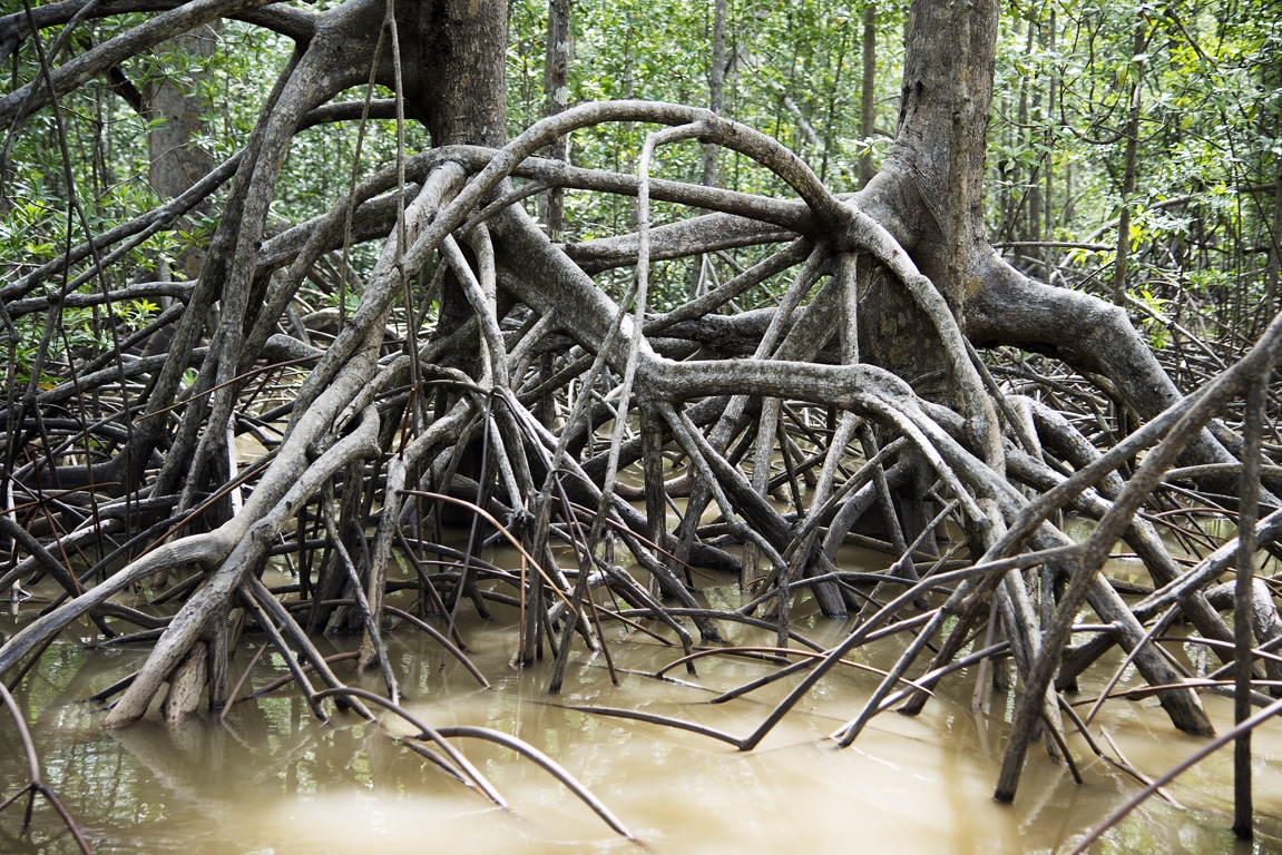 Damas Island Mangroves