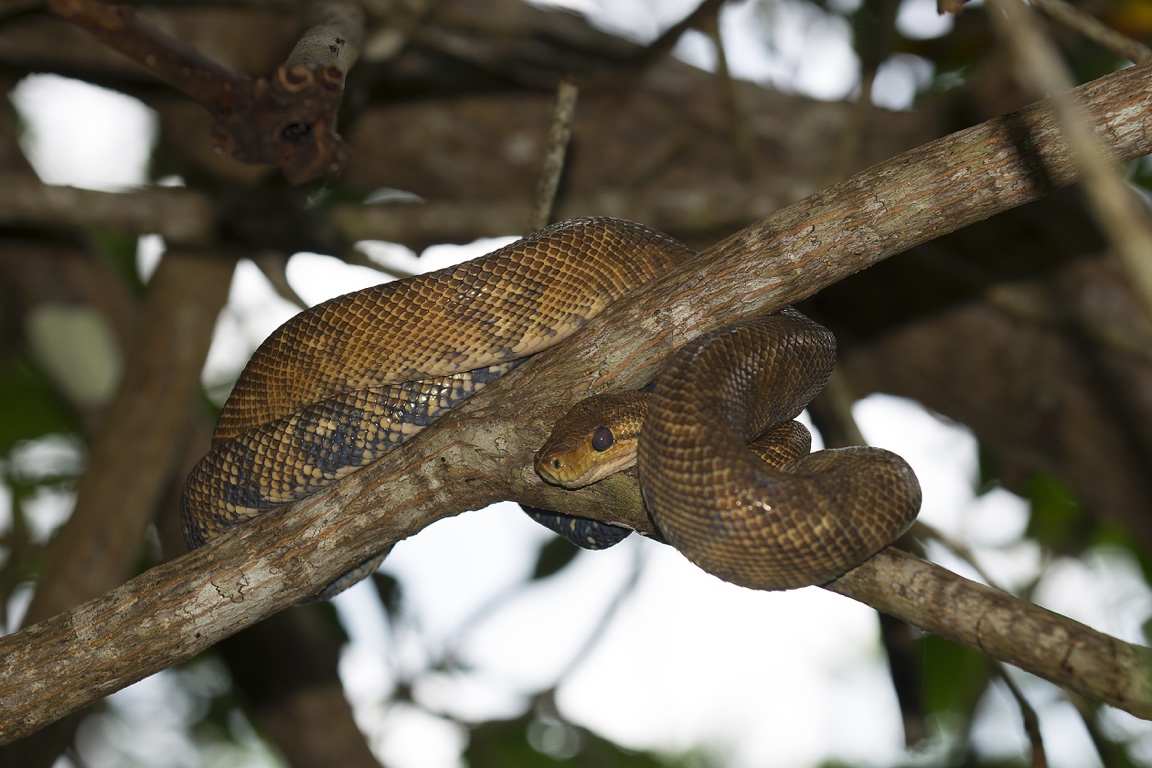 Damas Island Mangroves, boa