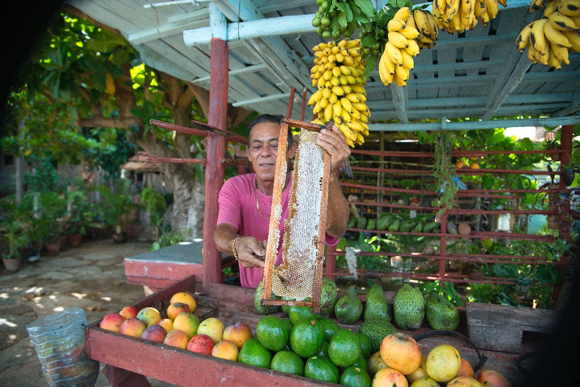 Road from Cienfuegos to Trinidad. Testing honey directly from the honeycomb