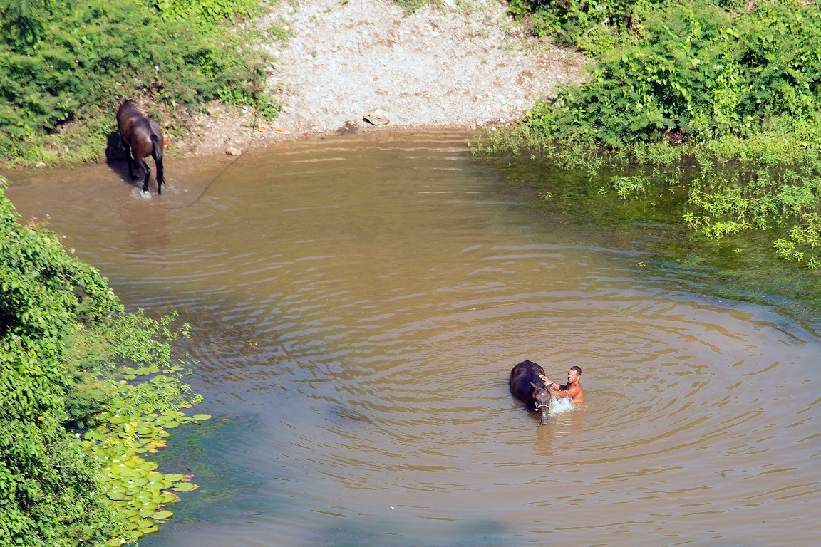 Valle de los Ingenios.  Cleaning the horse