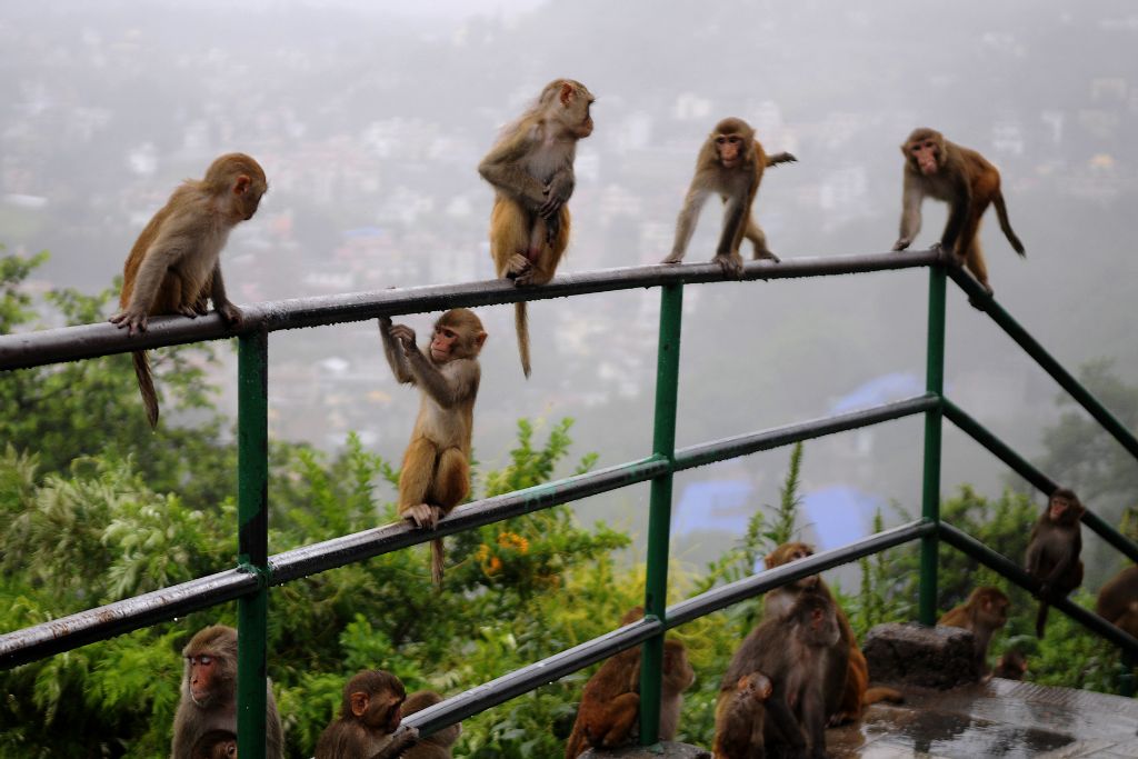 Kathmandu, Monkey Temple (Swayambhunath)