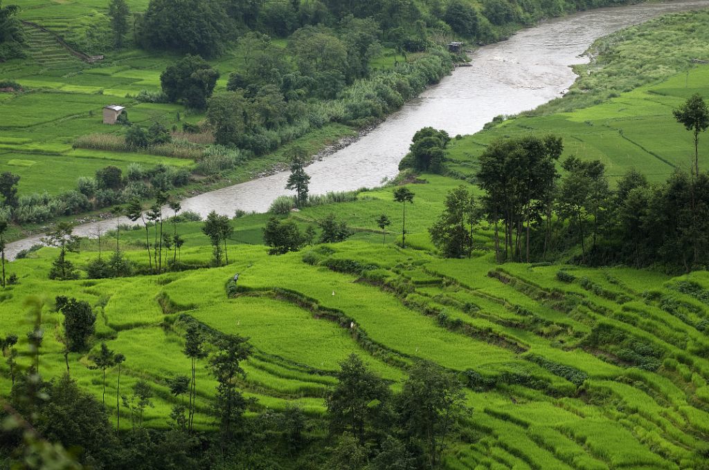 Rice fields on the way from Bhaktapur to Dakshincali
