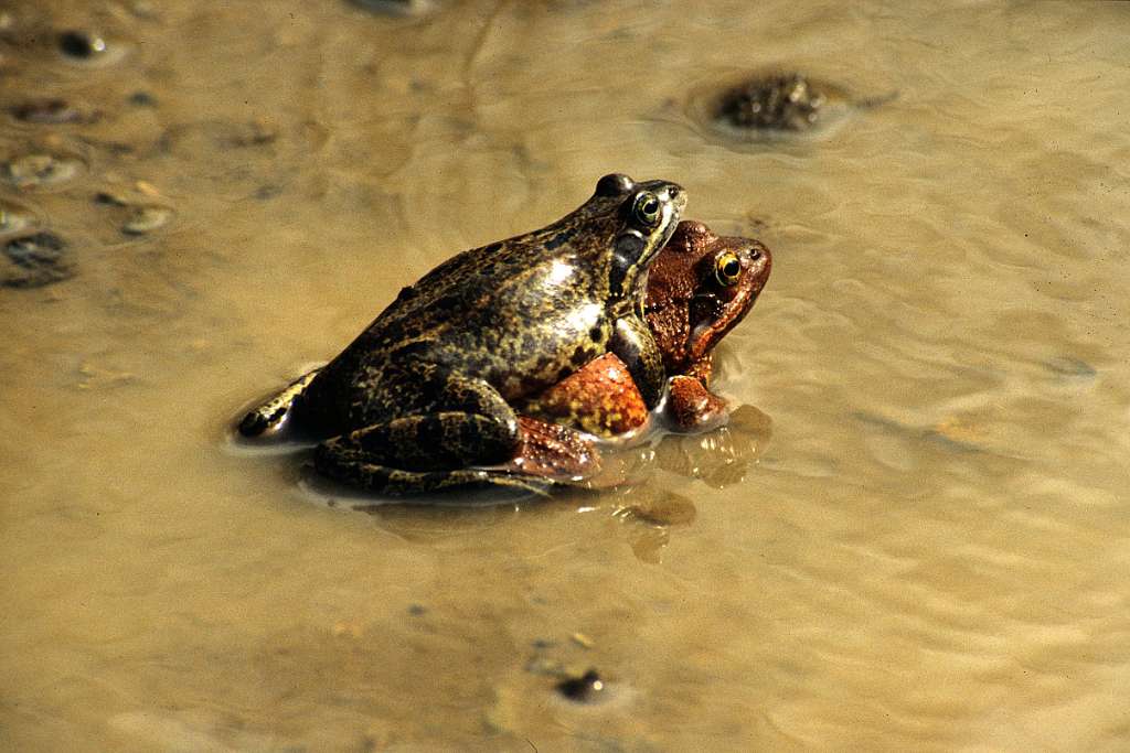 Nevertheless, the mating take usually place in flooded lands