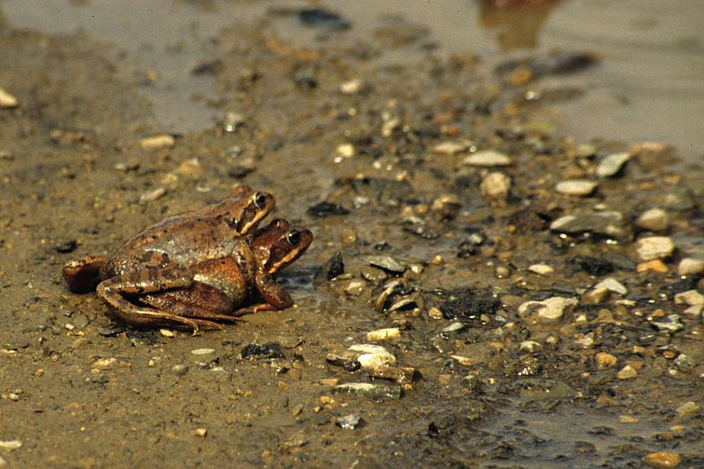 Clasping his arms around the female, the male causes the release of the eggs