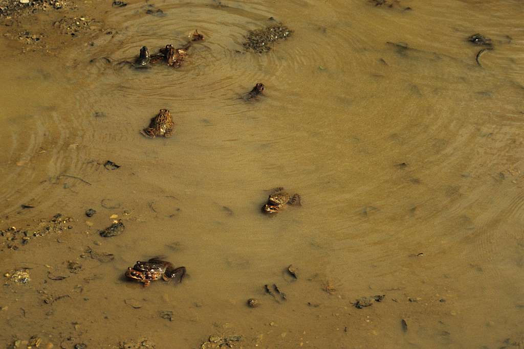 Croaking call notes, the males attrack a lot of females
